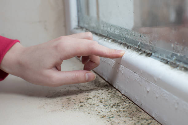 Best Environmental Consulting for Mold Prevention  in Goodyear, AZ